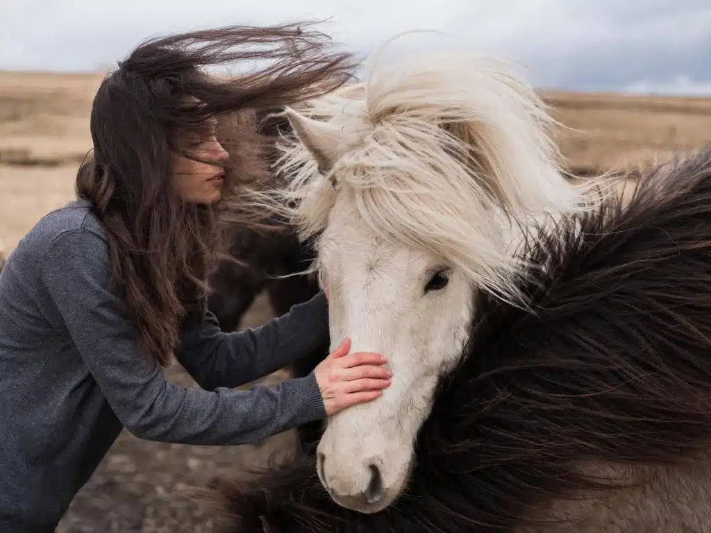 communication animale chevaux