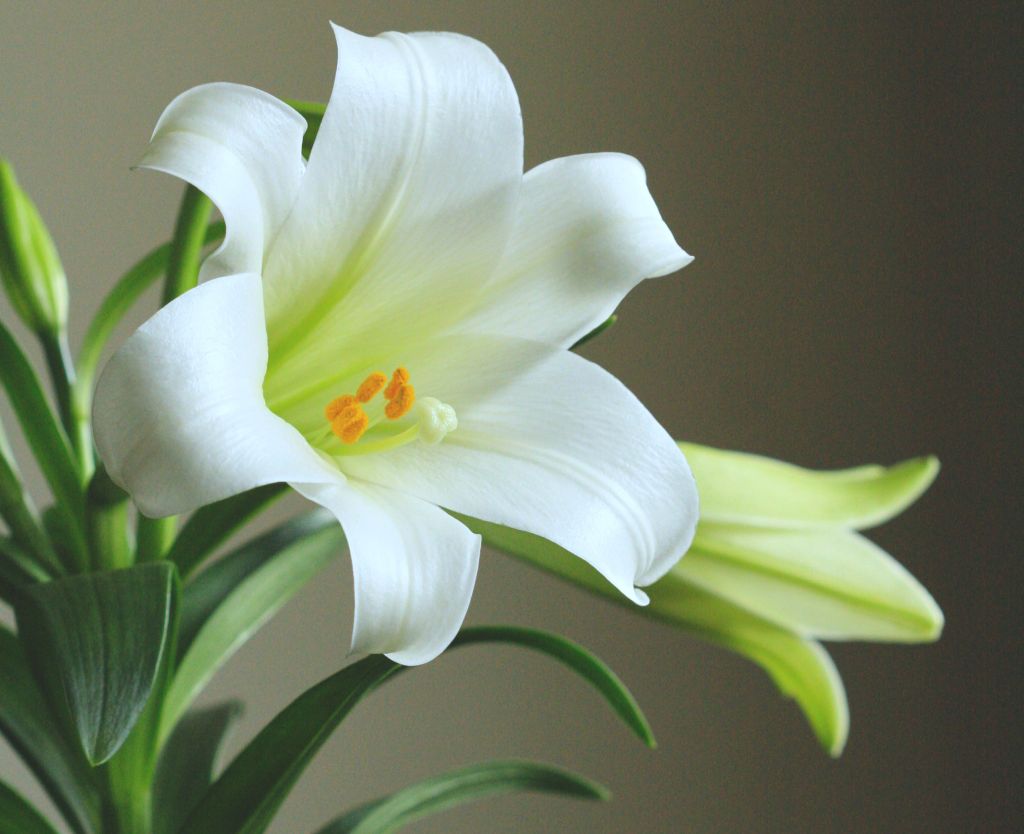fleur-de-lys-symbolisme