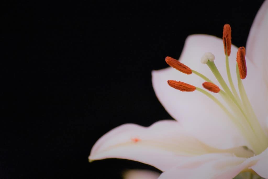 fleur-de-lys-symbolisme