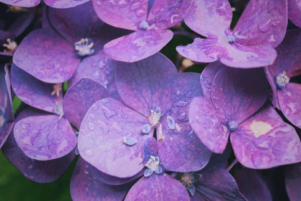 fleur-de-violette-symbolisme