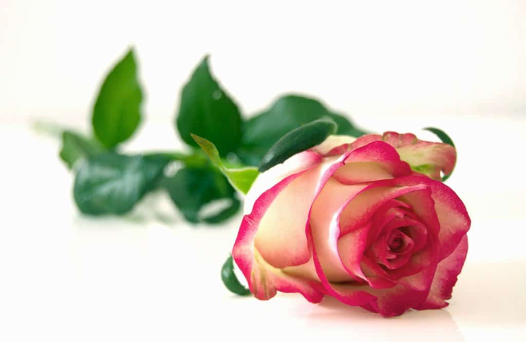 rose-symbolisme-fleur