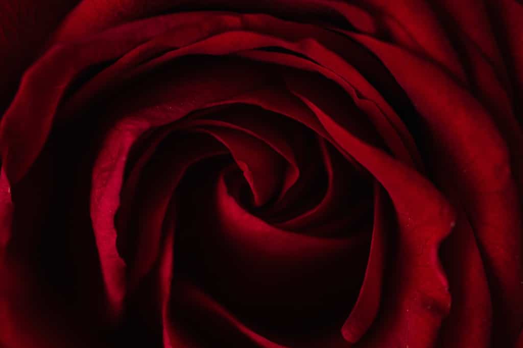 rose-symbolisme-fleur
