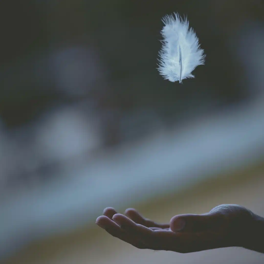 plume d'ange ou archange