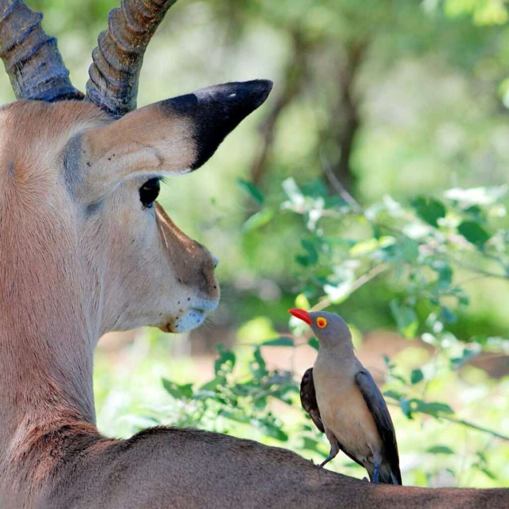 communication animale
