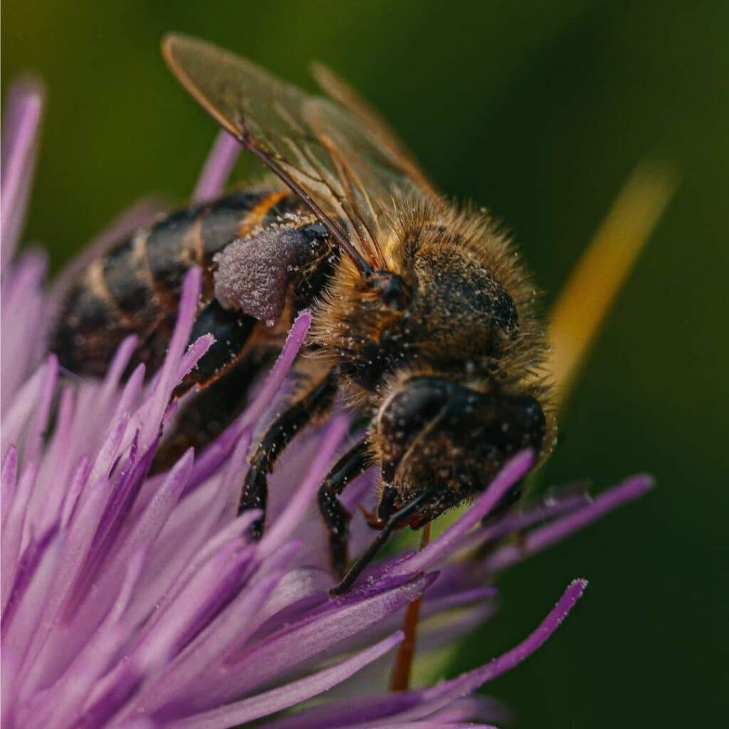 Une abeille en train de collecter du nectar sur une fleur violette