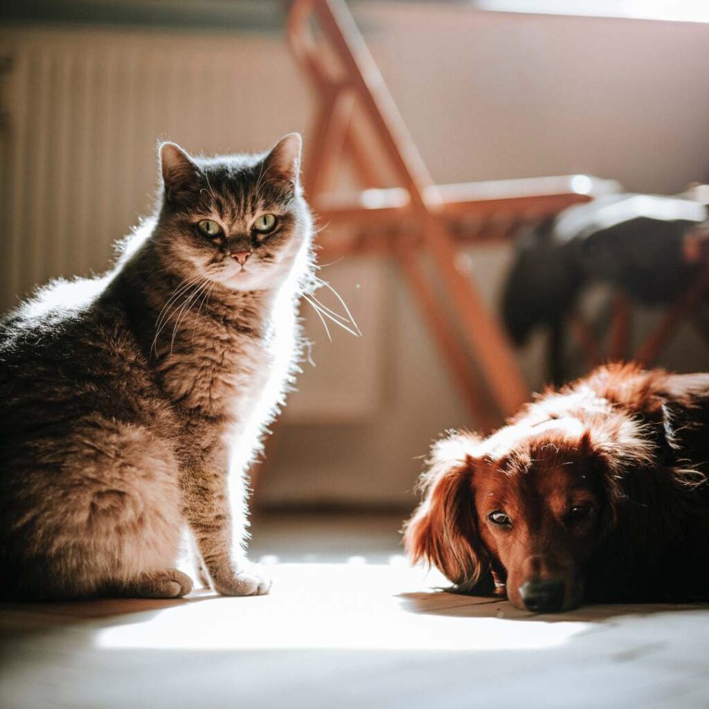 communication-animale-chat chien