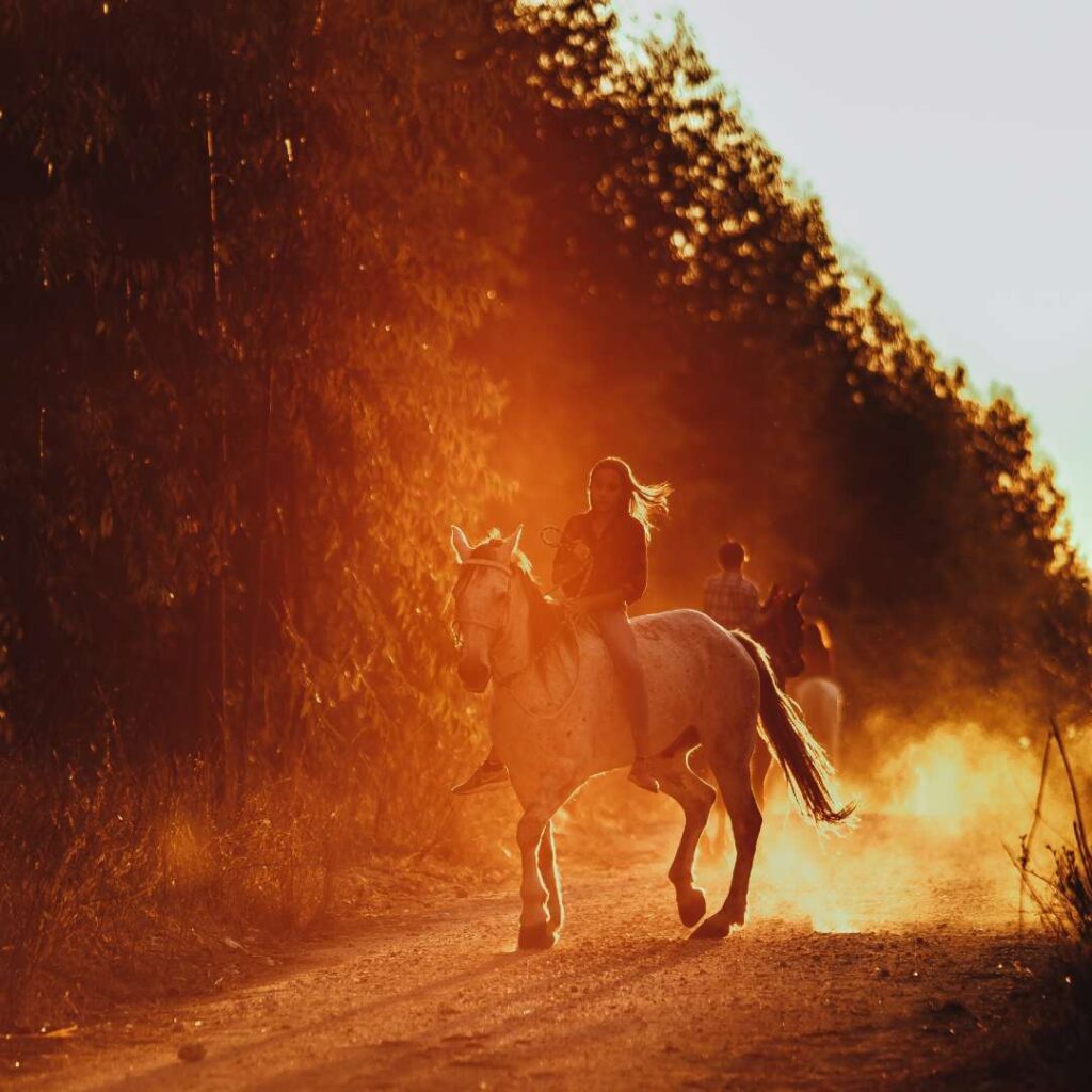 communication-animale-chevaux