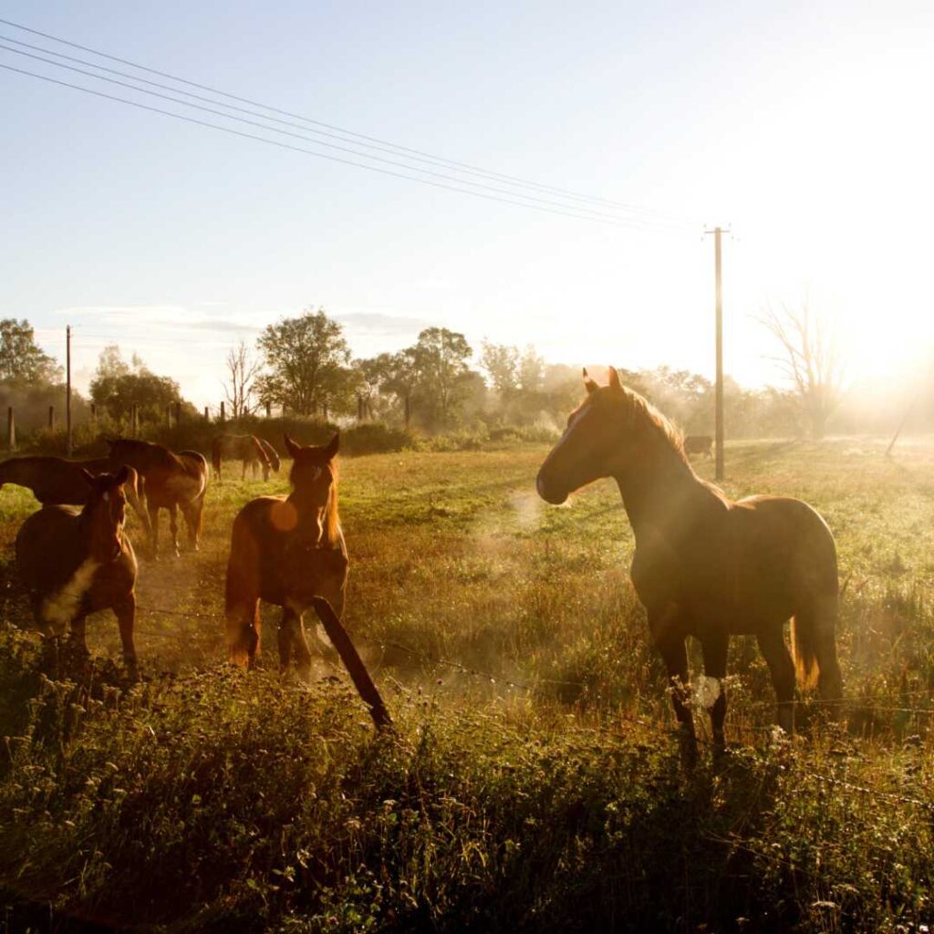 communication-animale-chevaux