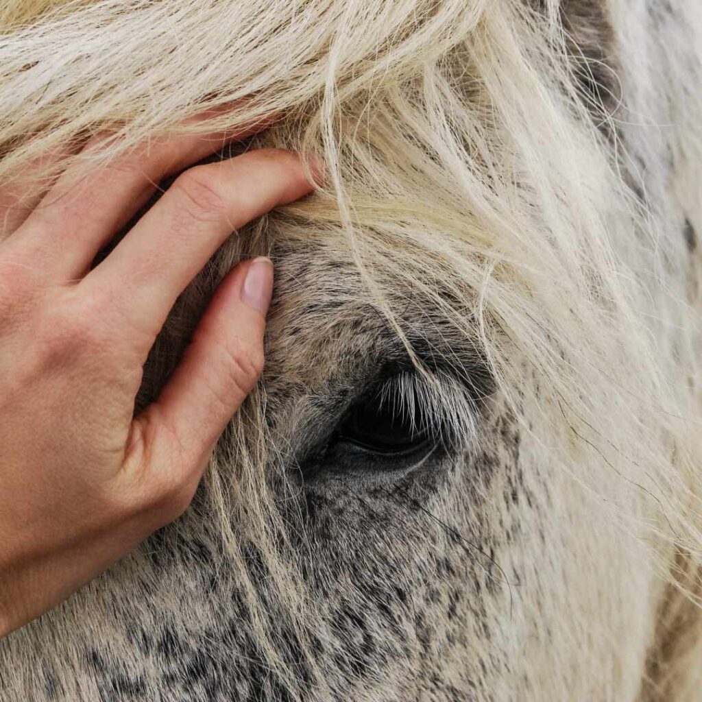 communication-animale-chevaux