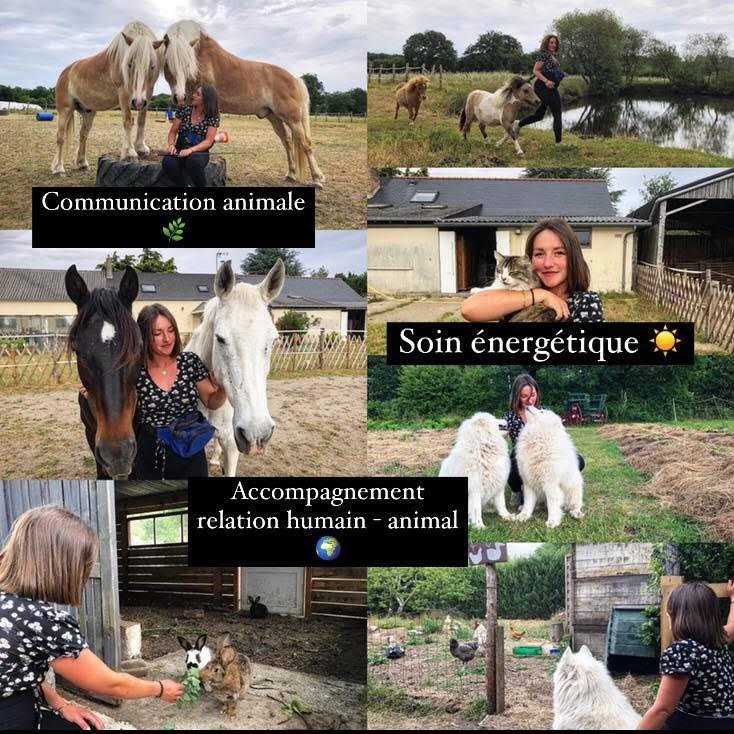 communication animale ellie seigne