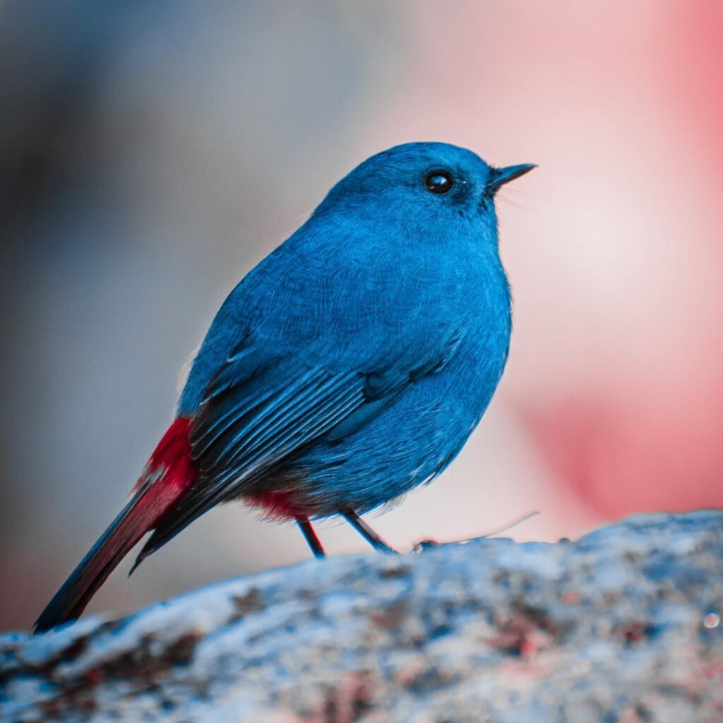 la langue des oiseaux communication animale