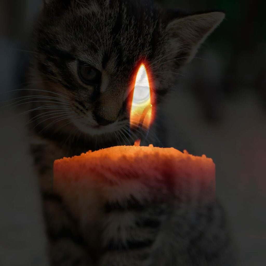 communiquer avec son animal
